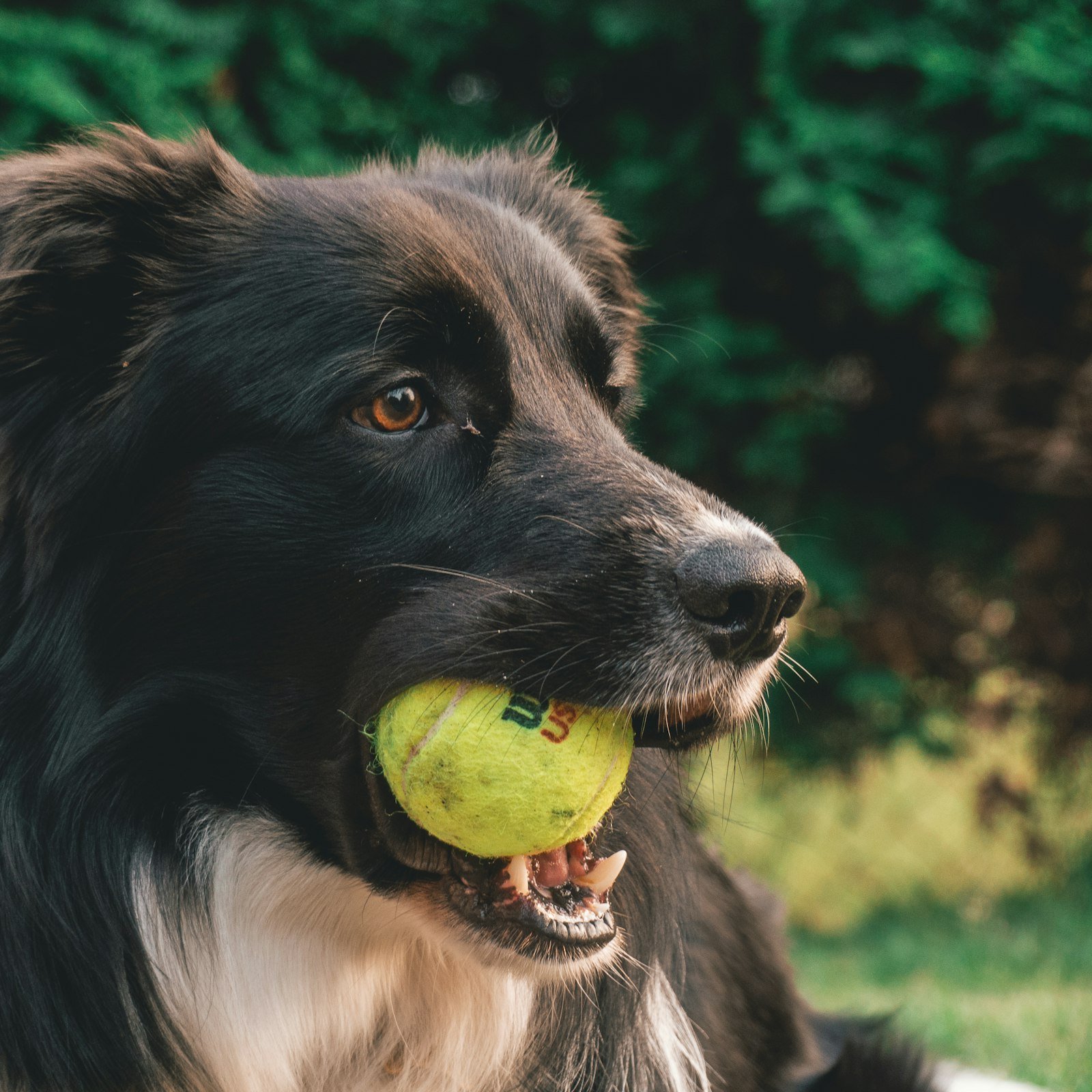 Dog holding a ball in its mouth