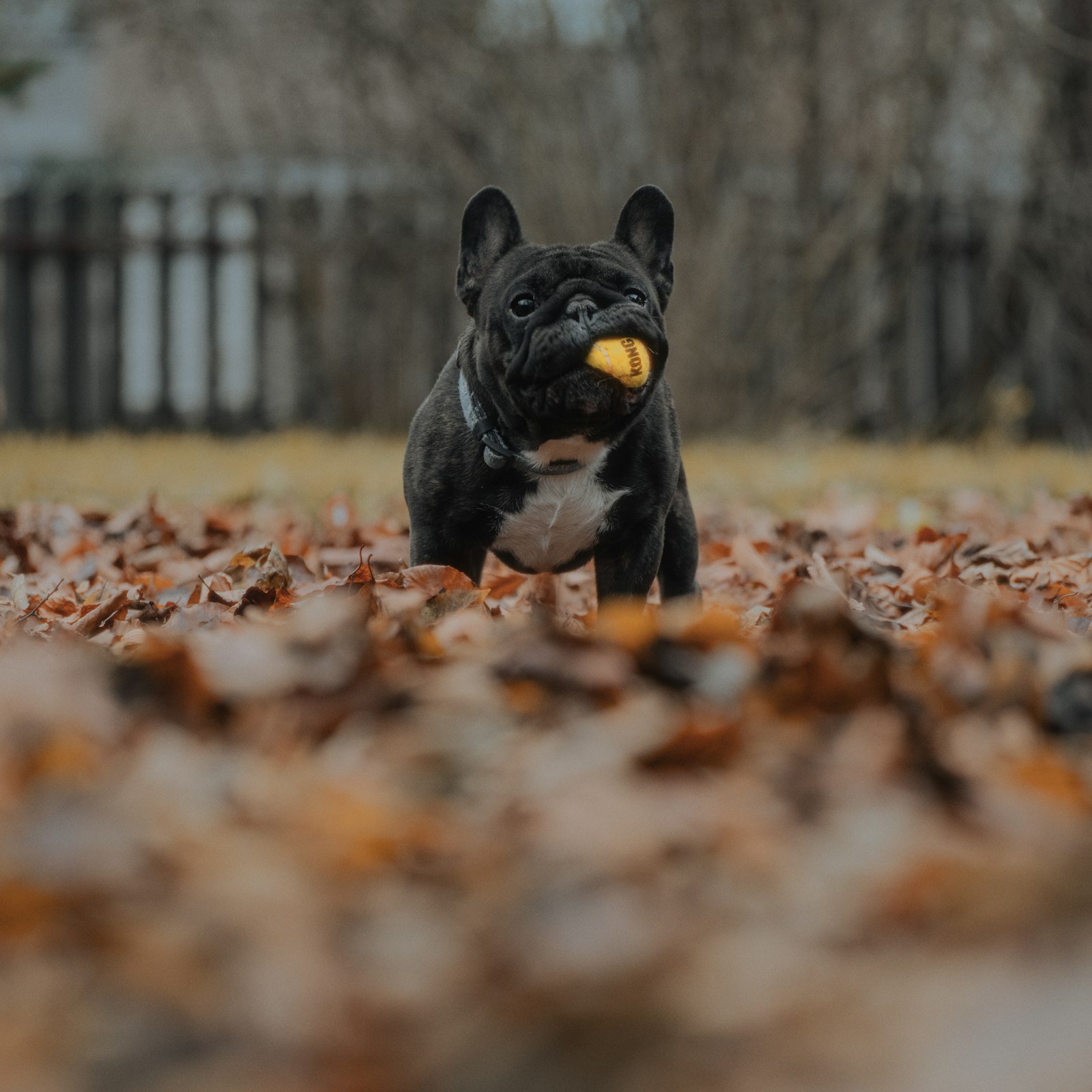 French bulldog playing with a ball