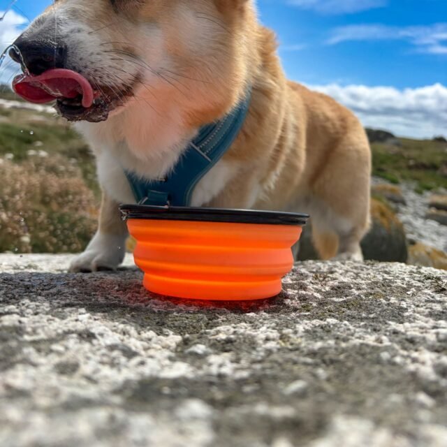 Dog drinking from a collapsible travel bowl