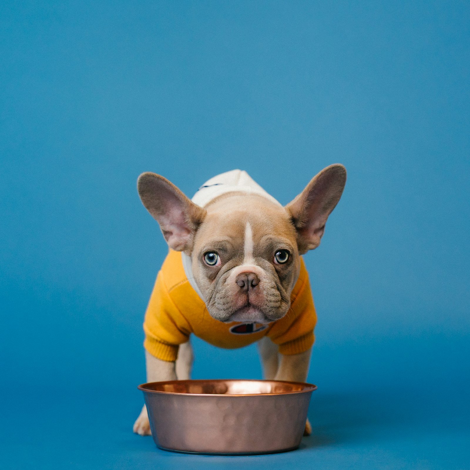 Puppy standing by a pet bowl