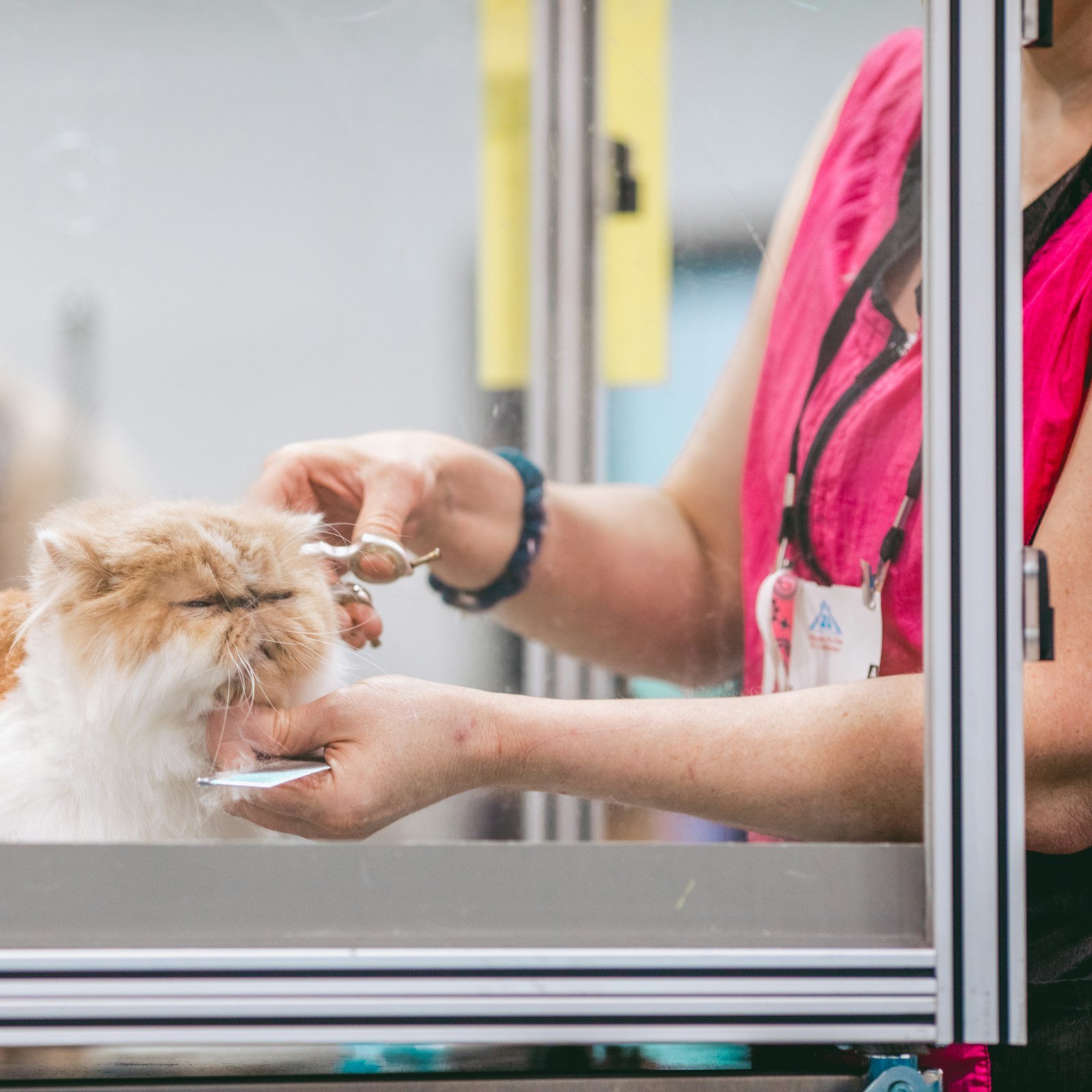 Pet being groomed with a brush