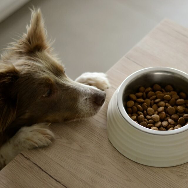 Dog eating from a food bowl