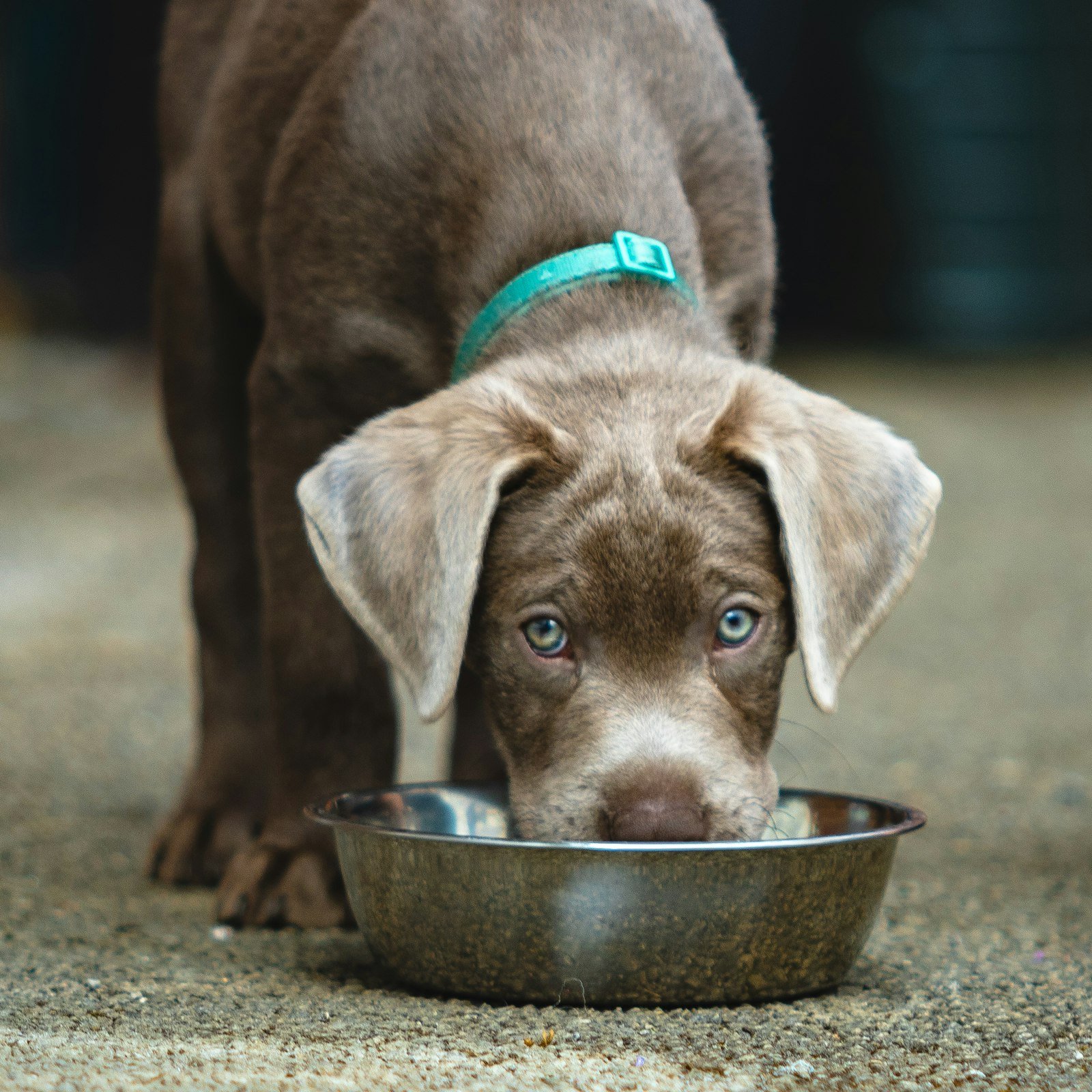 Dog eating from a metal bowl