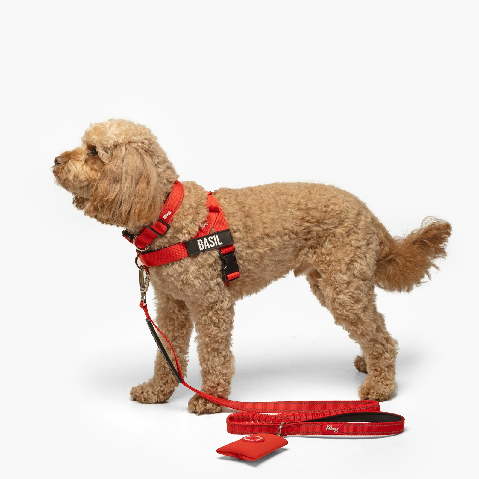 Dog wearing a harness and leash