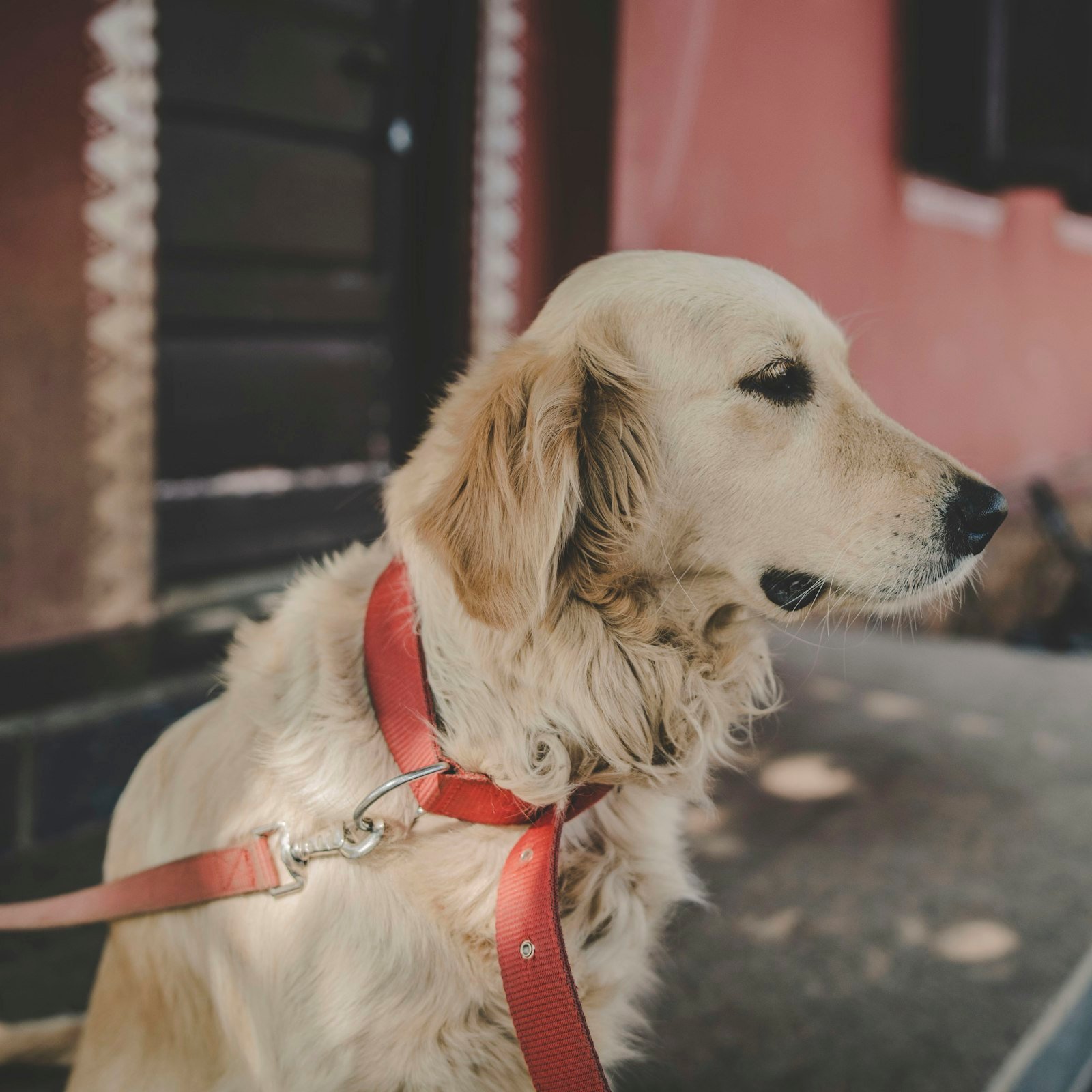 Dog on a leash outdoors